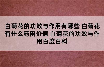 白菊花的功效与作用有哪些 白菊花有什么药用价值 白菊花的功效与作用百度百科